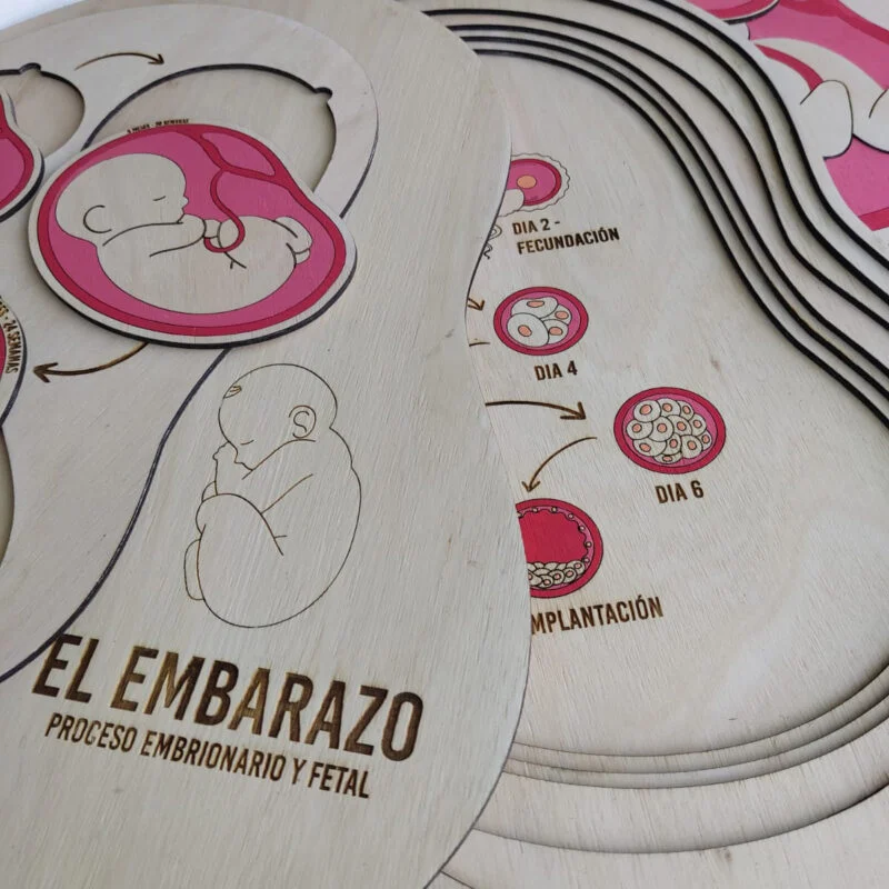 Puzzle El Embarazo – De la Fecundación a la Concepción