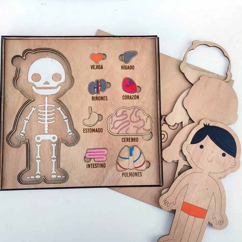 Cuerpo Humano - Descubre la anatomía jugando