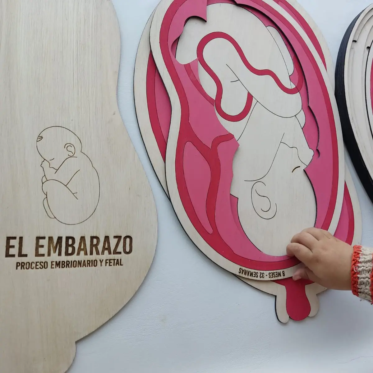 Puzzle El Embarazo | Aprender el Desarrollo de la Vida