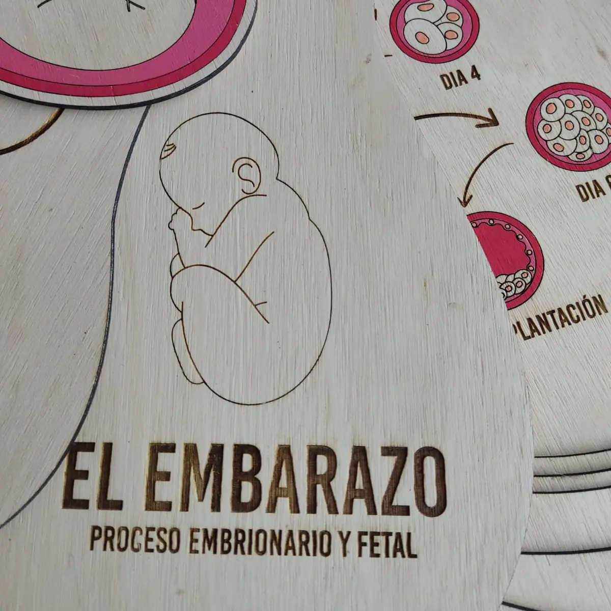 Puzzle El Embarazo | Aprender el Desarrollo de la Vida